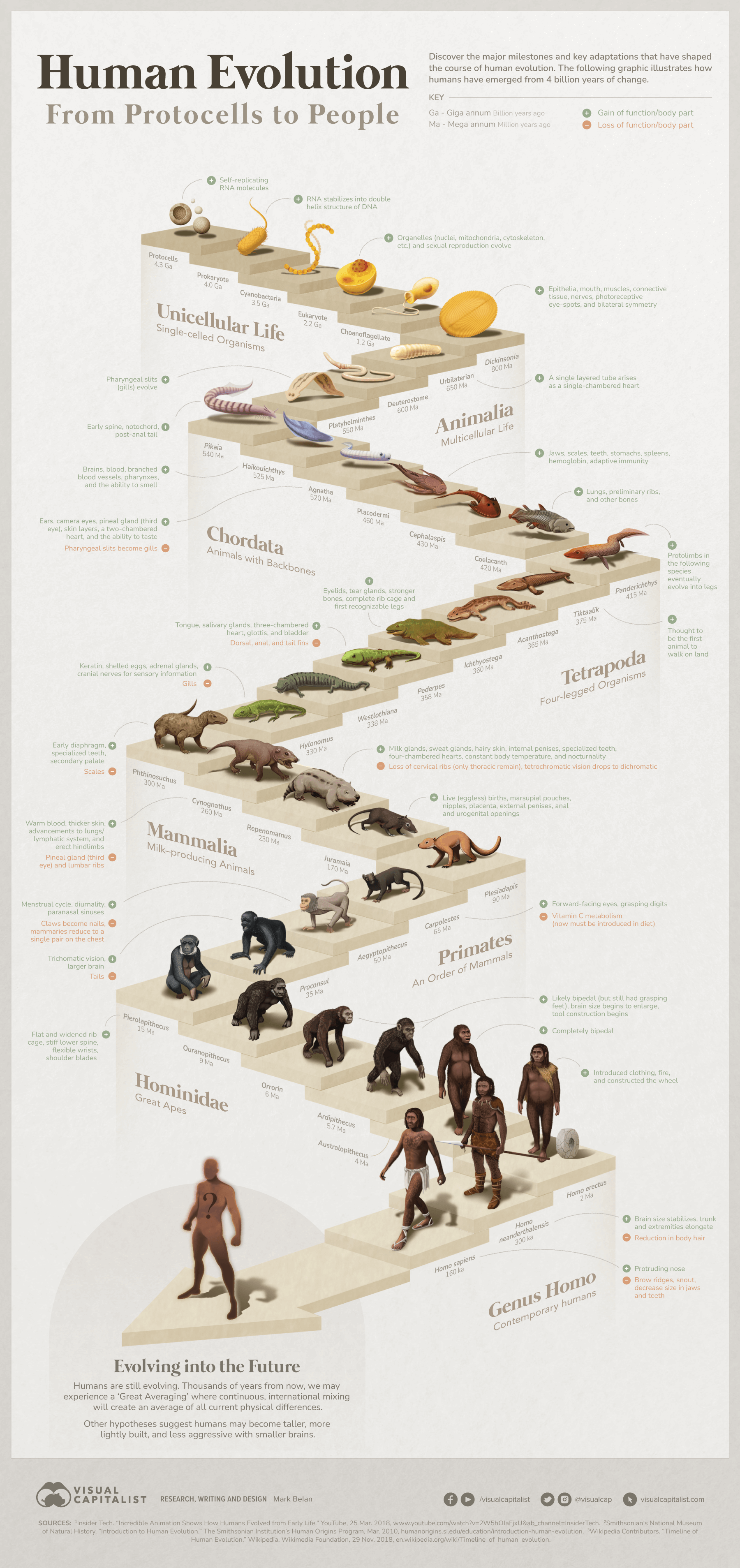 Infographic on Human Evolution From Protocells To People by Mark Belan