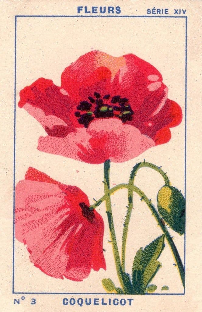 Illustration Vintage Illustration of Two Red Poppies