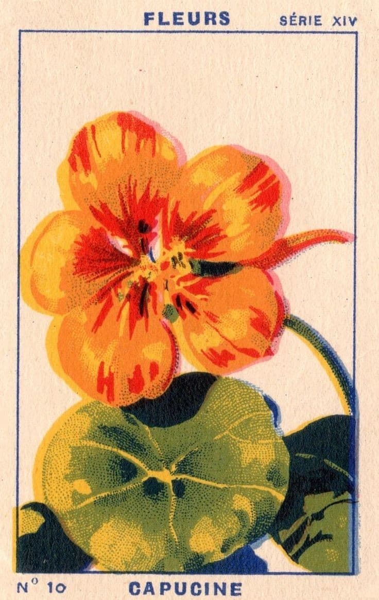 Illustration Vintage Illustration of an Orange Nasturtium Flower
