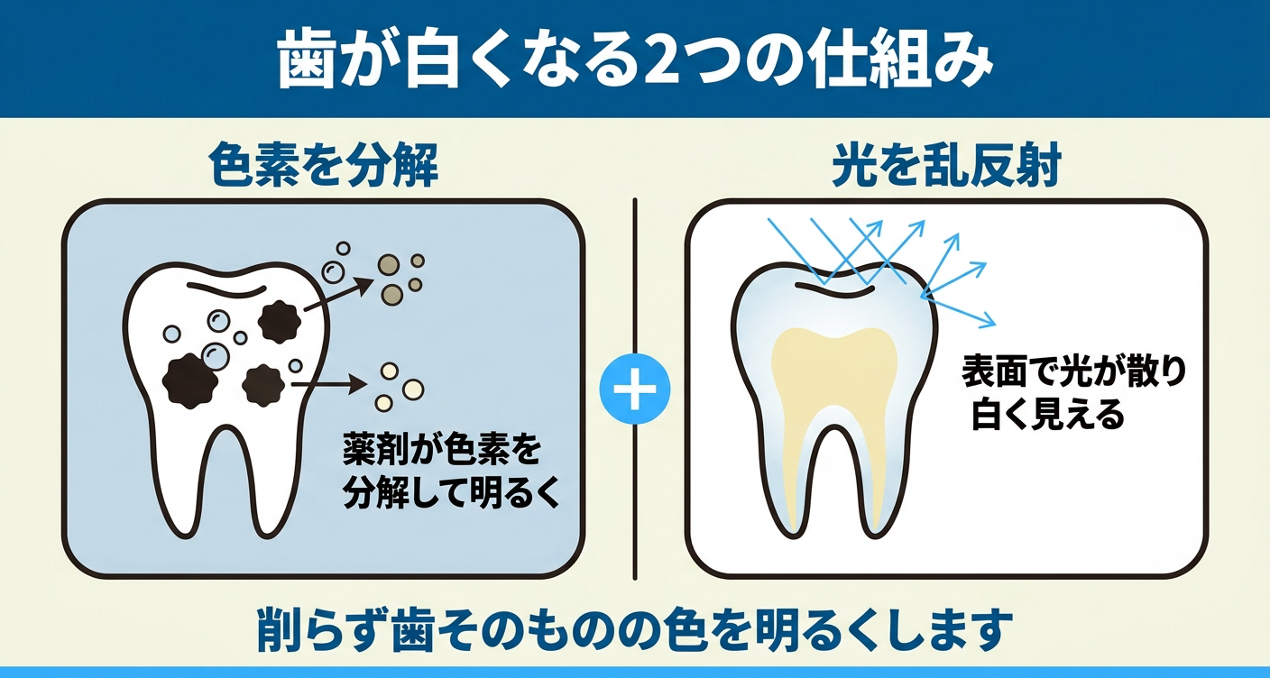 ホワイトニングで歯が白くなる2つの仕組みを示した図解。左は薬剤が歯の色素を分解して明るくする様子、右はエナメル質の表面で光が乱反射して白く見えるマスキング効果を表し、削らず歯そのものの色を明るくすることを伝える。