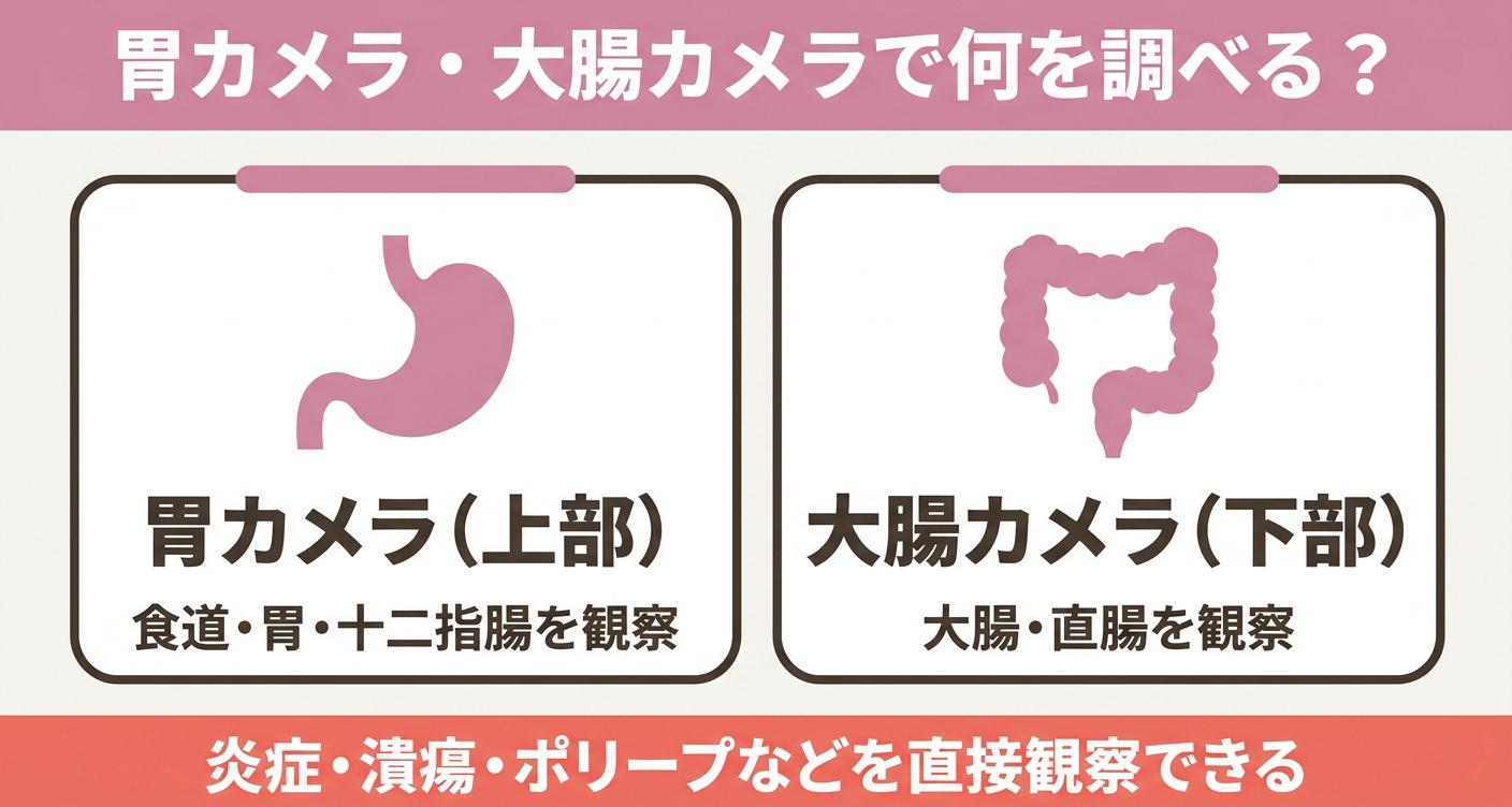 胃カメラと大腸カメラの観察範囲を比較した図