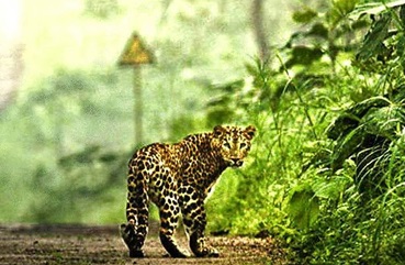 4. बिंसार वन्यजीव अभयारण्य