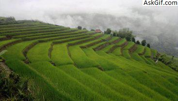 4. मर्यांग - पाकीमोदी