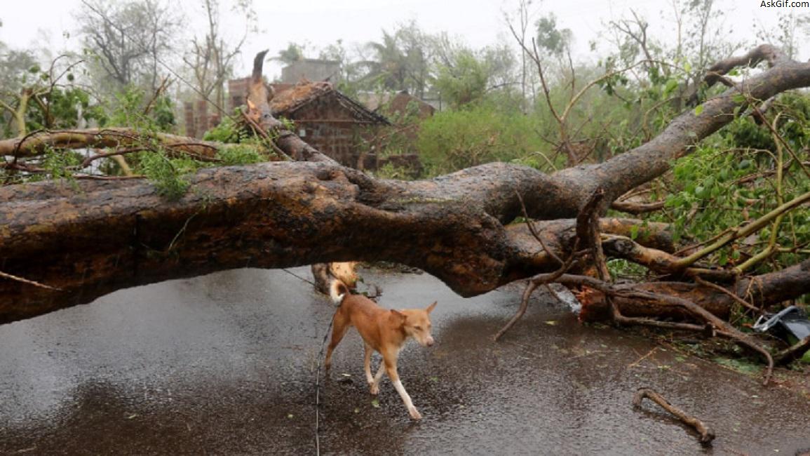 फनी साइक्लोन पीड़ितों को दान करें। आपकी मदद उनके राहत के लिए महत्वपूर्ण है!