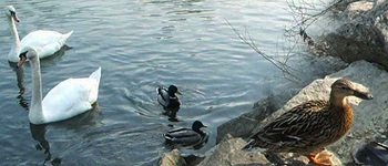 3. सैंडी पक्षी अभयारण्य