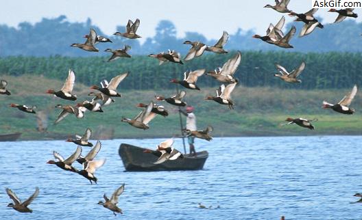 1. गोगाबिल झील