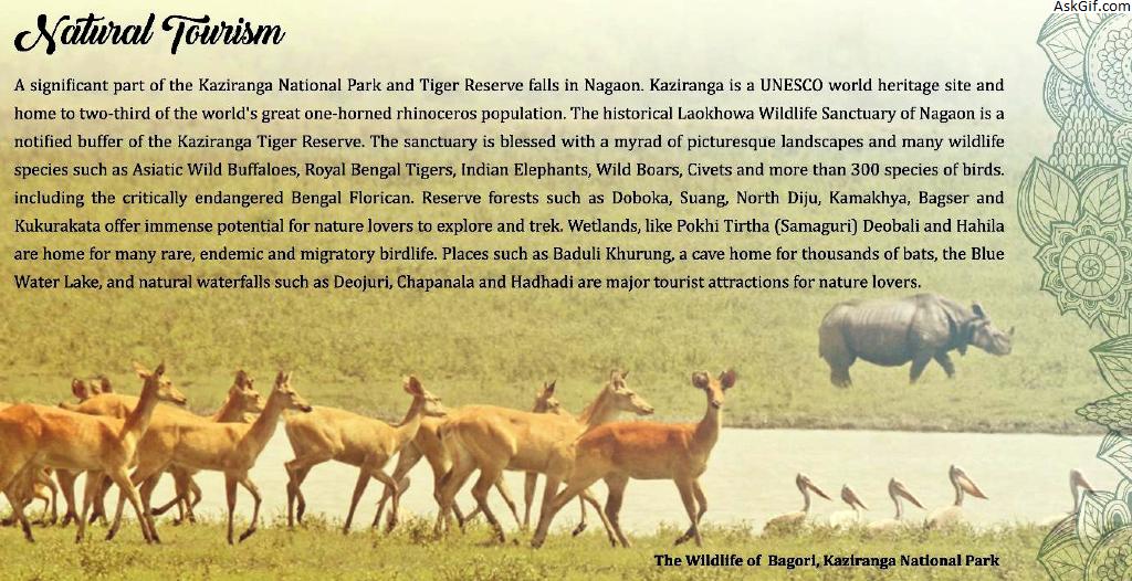 1. काजीरंगा राष्ट्रीय उद्यान: विश्व धरोहर स्थल