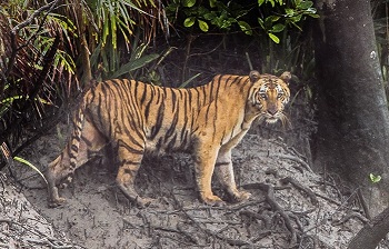 2. टिकरी आरक्षित वन