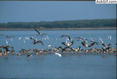 10. पुलिकट झील