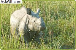 1. काजीरंगा राष्ट्रीय उद्यान