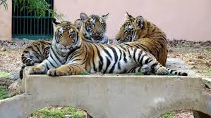 4. कानन पेंडारी चिड़ियाघर