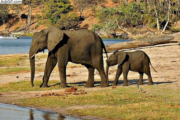 3. मानस नेशनल पार्क