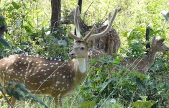 1. इंद्रावती राष्ट्रीय उद्यान