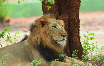 1. नंदनवन जंगल सफारी