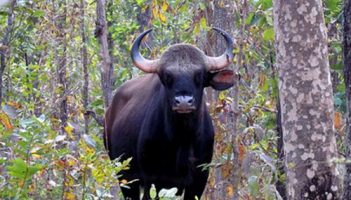 1. गोमर्डा वन्यजीव अभयारण्य