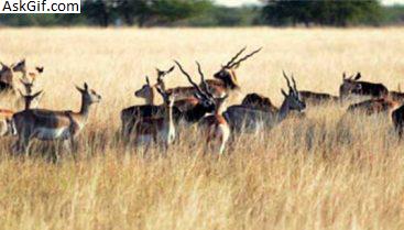 1. वेलावदर ब्लैक बक नेशनल पार्क