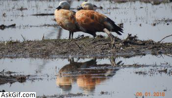 4. खिजडिया पक्षी अभयारण्य