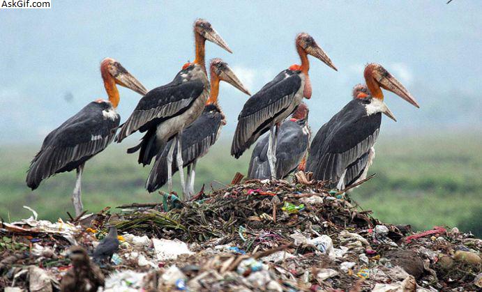 6. गरुड़ (अधिक सहायक)