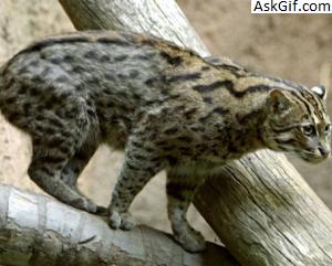 7. Krishna Wildlife Sanctuary