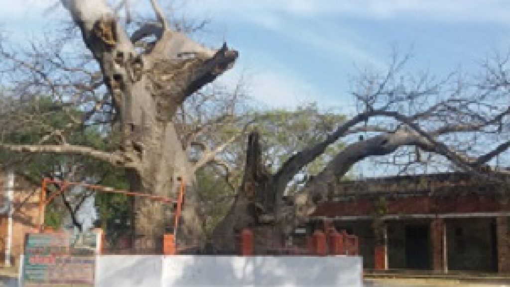 1. पारिजात वृक्षा