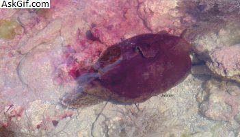 3. मरीन नेशनल पार्क - पिरोटन