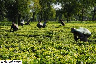 1. चाय की जमीन