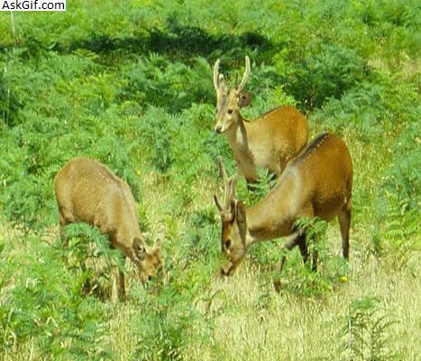 3. ओंगड़ नेशनल पार्क