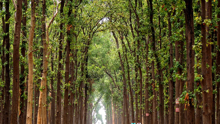 4. कुष्मी वन