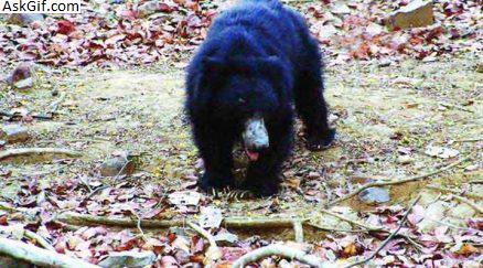 1. जेसोर स्लॉथ भालू अभयारण्य