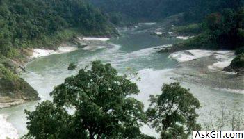 1. पैंगिन