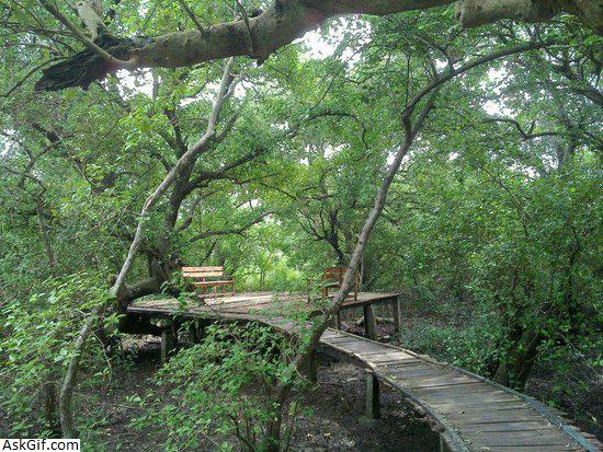 5. वन पर्यटन