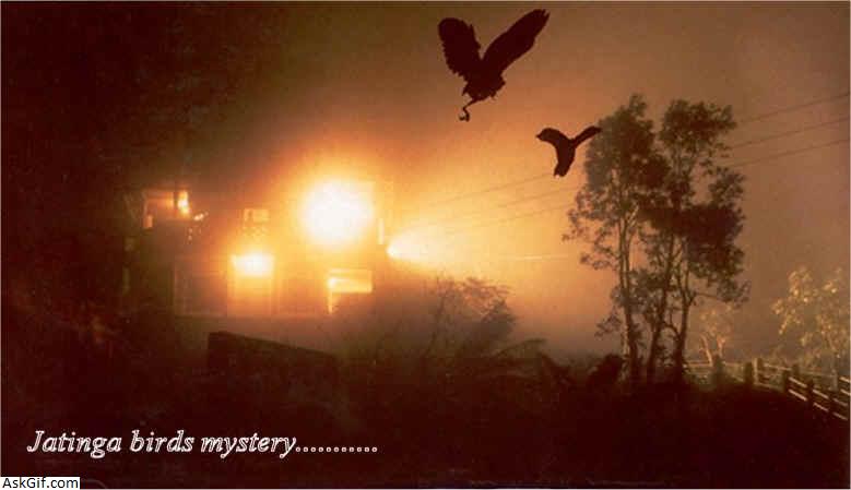 2. जटिंगा