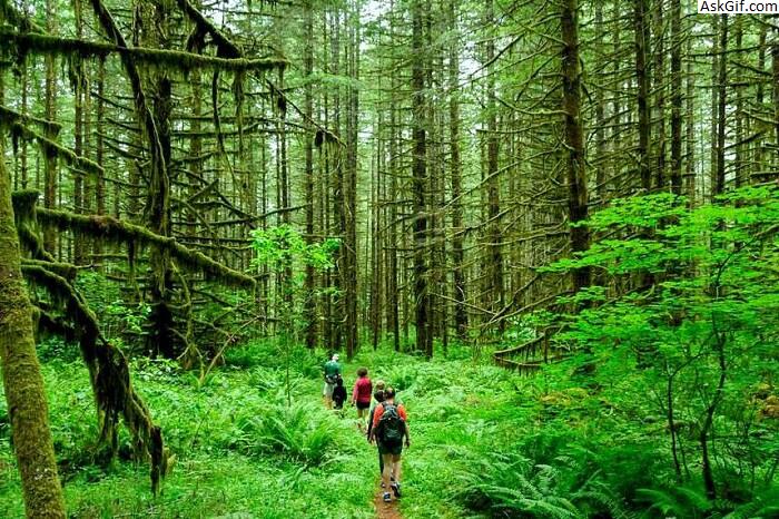 3. निकोबार द्वीप समूह वर्षा वन