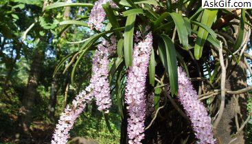 2. मौलिंग नेशनल पार्क