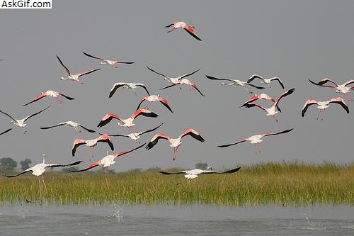 2. कुशेश्वर - अस्थाना