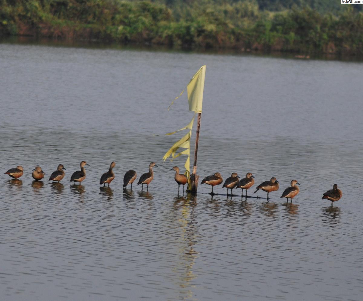 6. हजारा पुखुरी