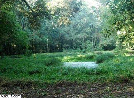 3. जेपोर रेनफॉरेस्ट