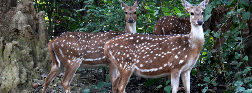 2. सुहेलदेव वन्यजीव अभयारण्य
