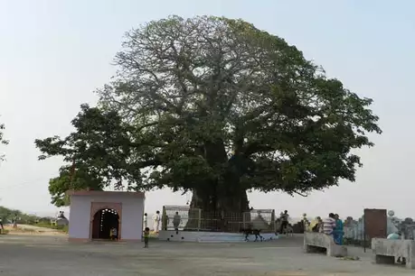 1. कल्पवृक्ष