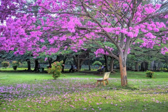 क्यूबन पार्क