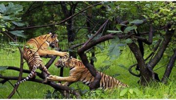 4. सेमरसोत अभयारण्य