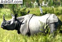 1. काजीरंगा राष्ट्रीय उद्यान