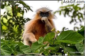 5. काकीजाना रिजर्व फॉरेस्ट