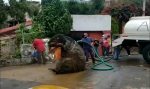 Sewage Workers Find A Giant Rat Inside Mexico City’s Sewer System