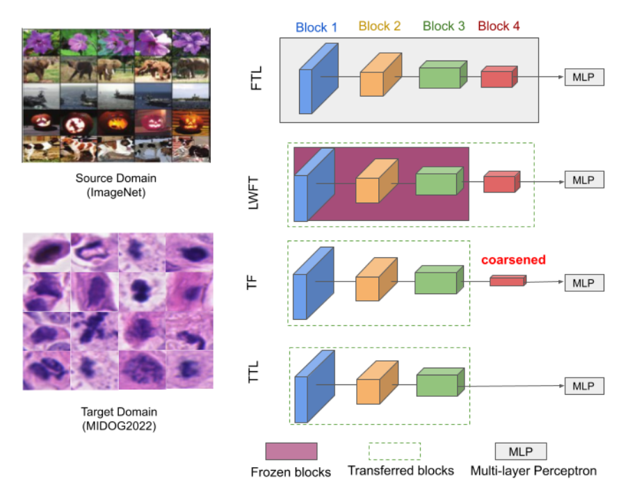 Rethinking Transfer Learning For Medical Image Classification