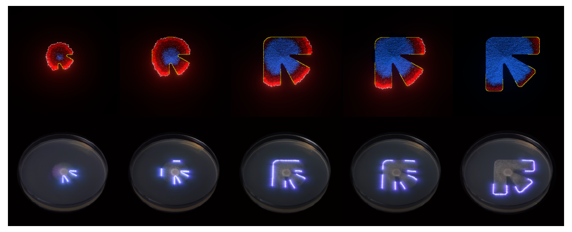 Fungal simulation and light containment