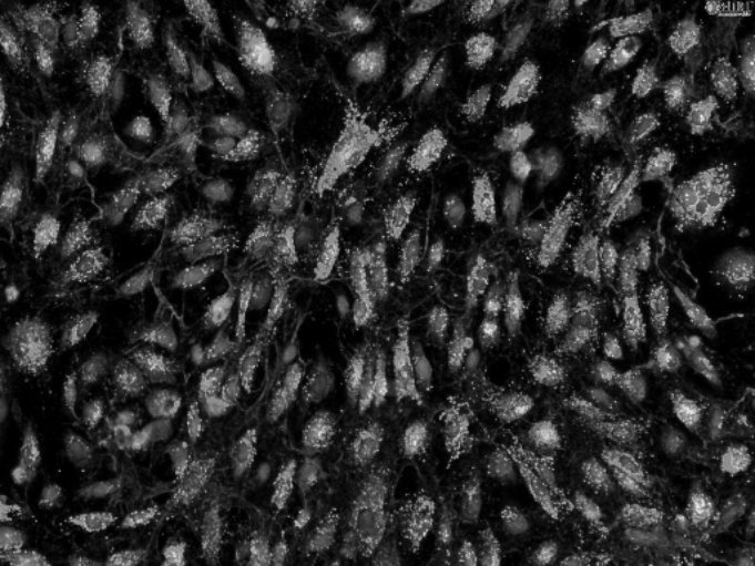 Particles — input