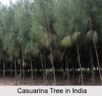 SARVI TREES IMAGE|800