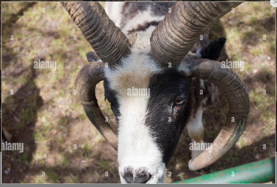 four horned sheep|450