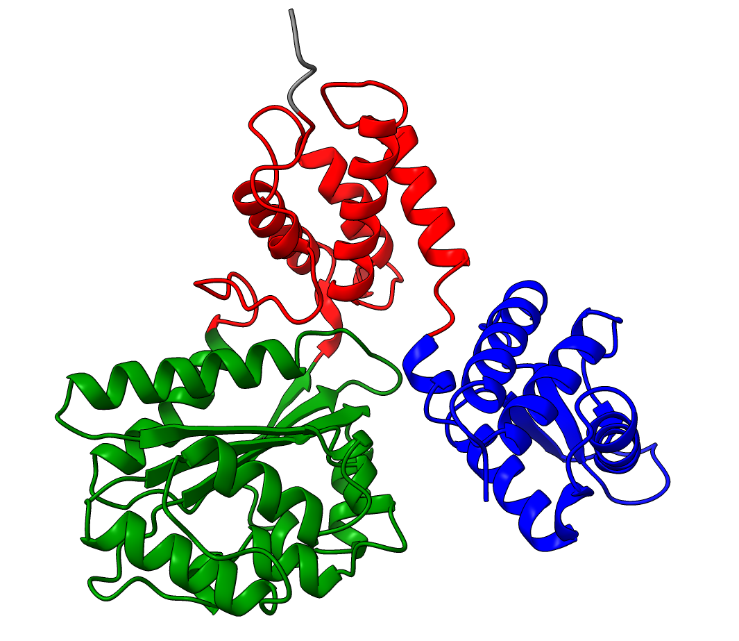 Q9YFU8 three domains colored